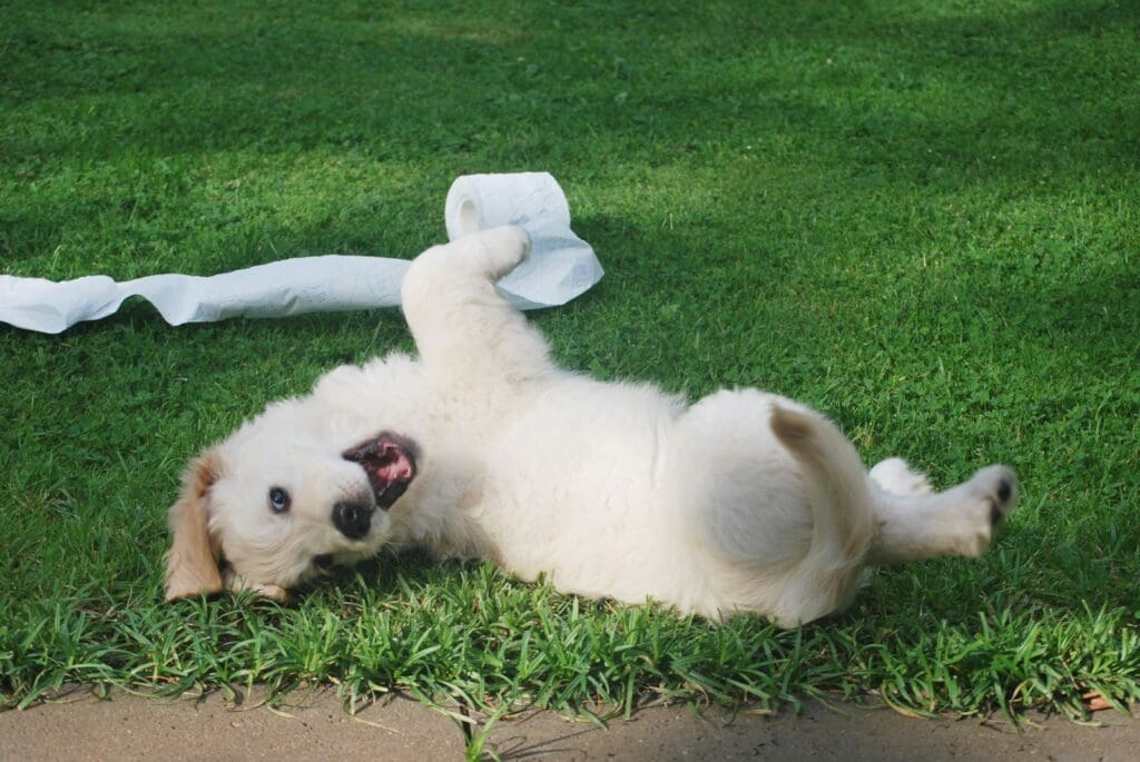 white puppy rolling on green grass with a roll of toilet paper