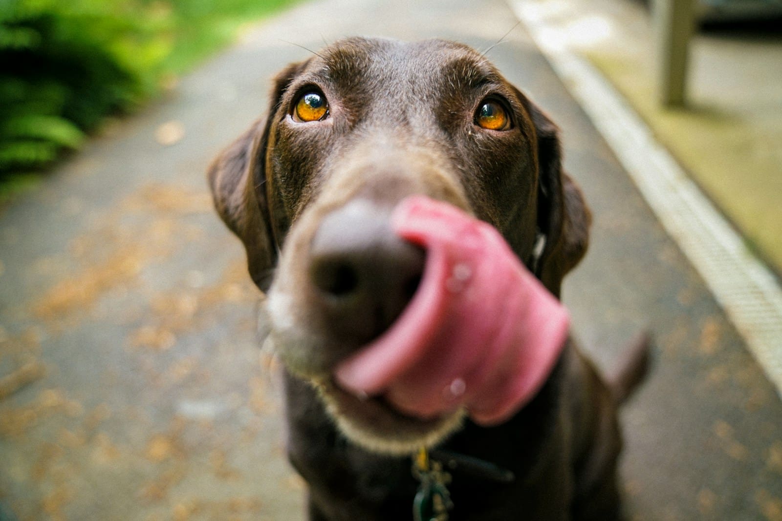 adult chocolate Labrador retriever licking snout