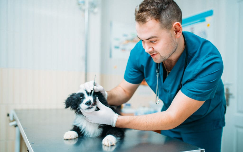 vet with puppy