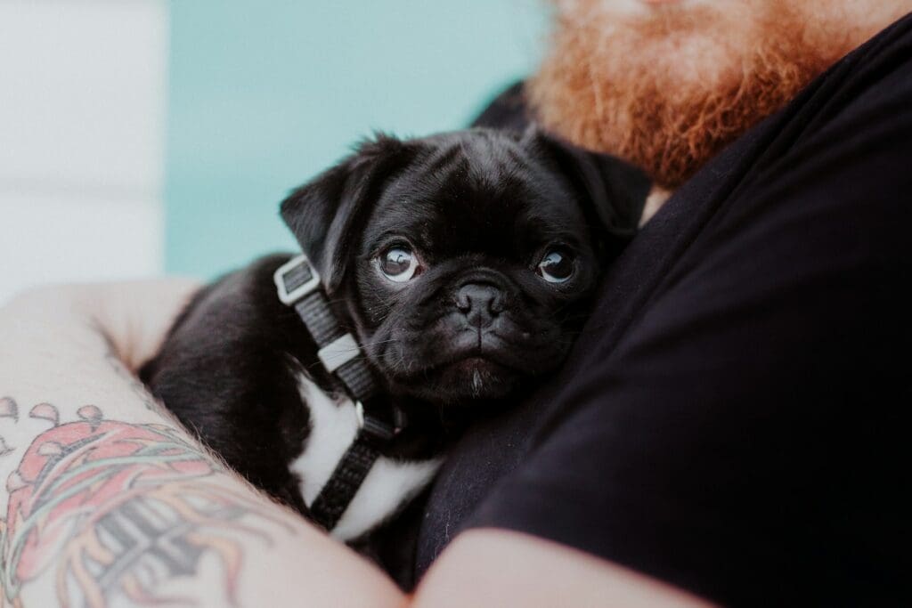 black pug on black textile