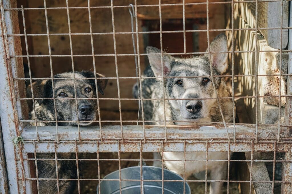 two dogs in kennel during daytime