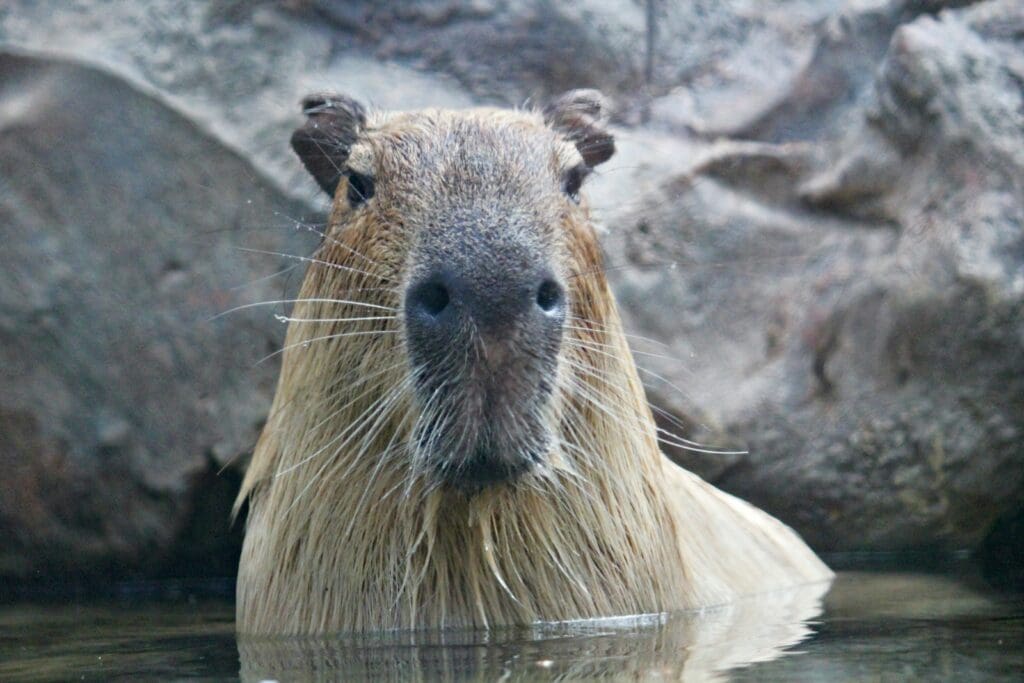 brown capybara in body of water in front of rock
