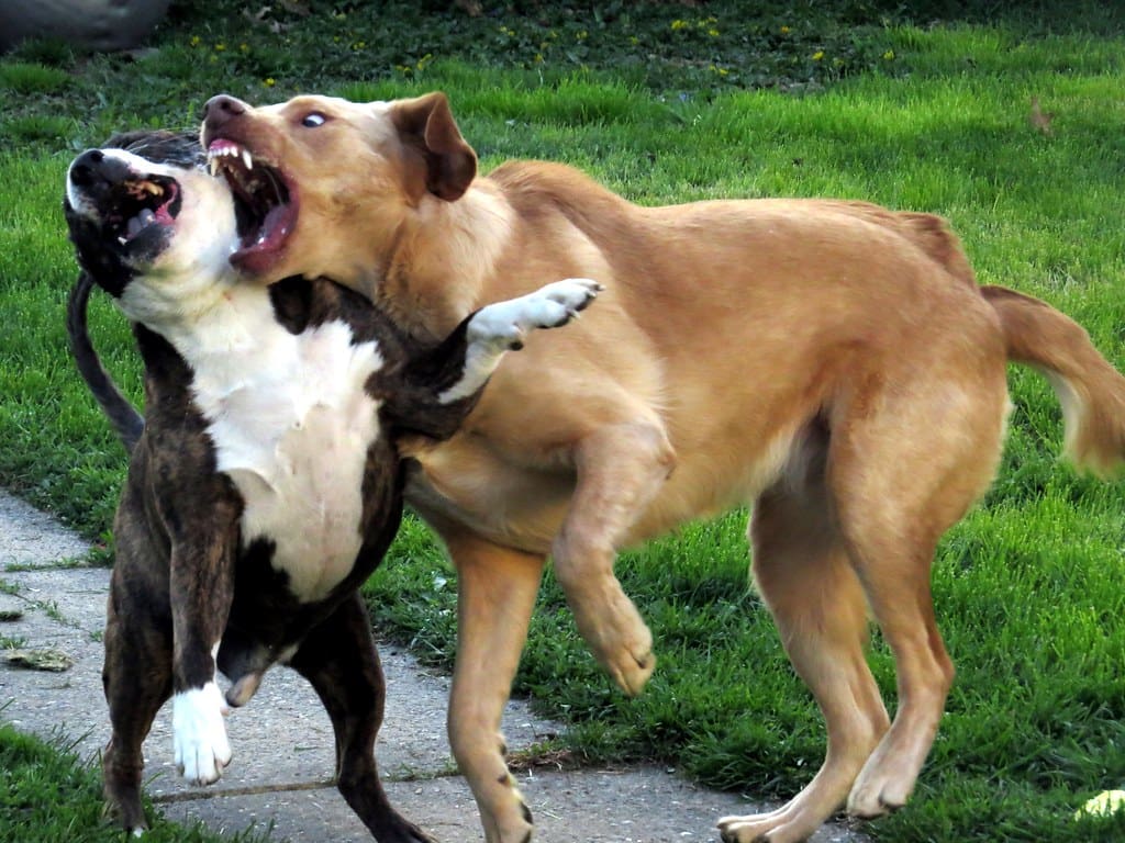 Daisy and Buster in a mock dog fight.