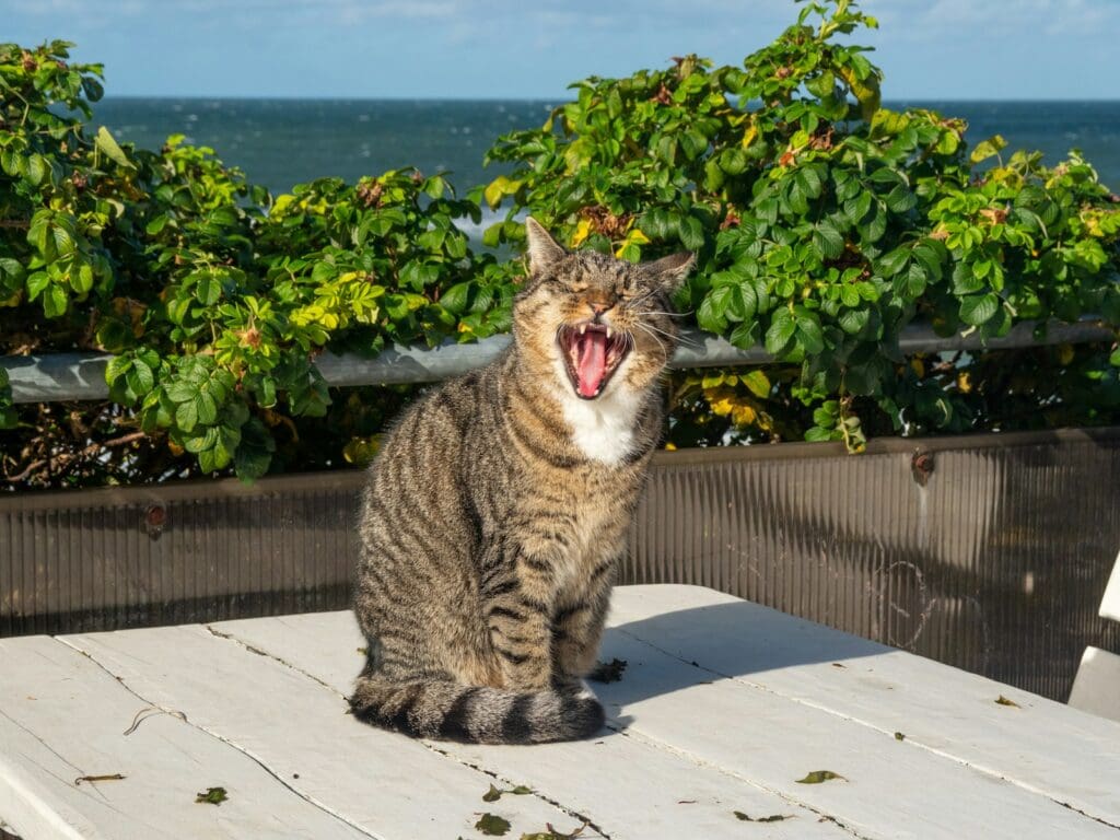 a cat yawns while sitting on a table