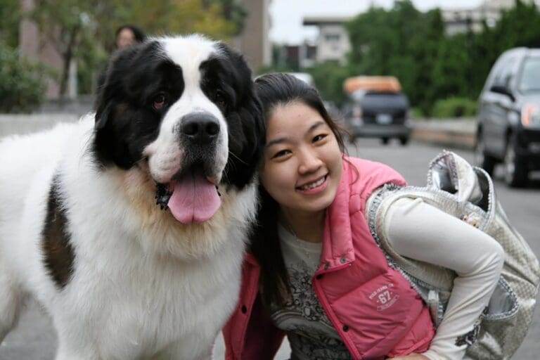 St. Bernard Dog