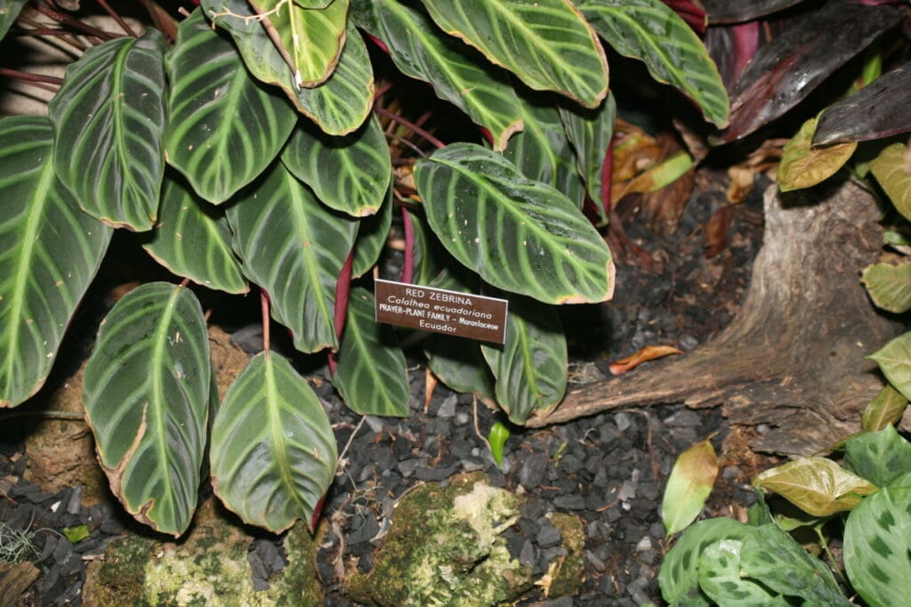 Calathea ecuadoriana Red Zebrina Prayer-Plant Family (3072484691) (3)