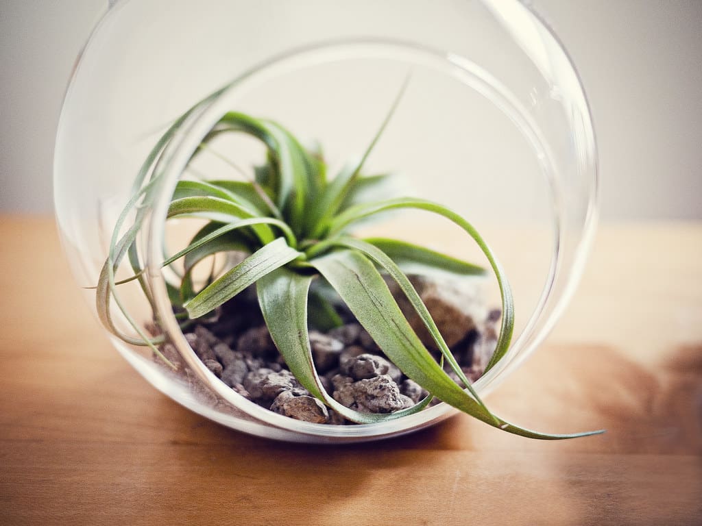 Air Plant Globe Terrarium 2