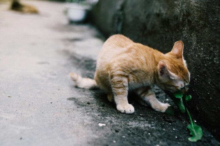 orange tabby cat sniffing green leafed plant