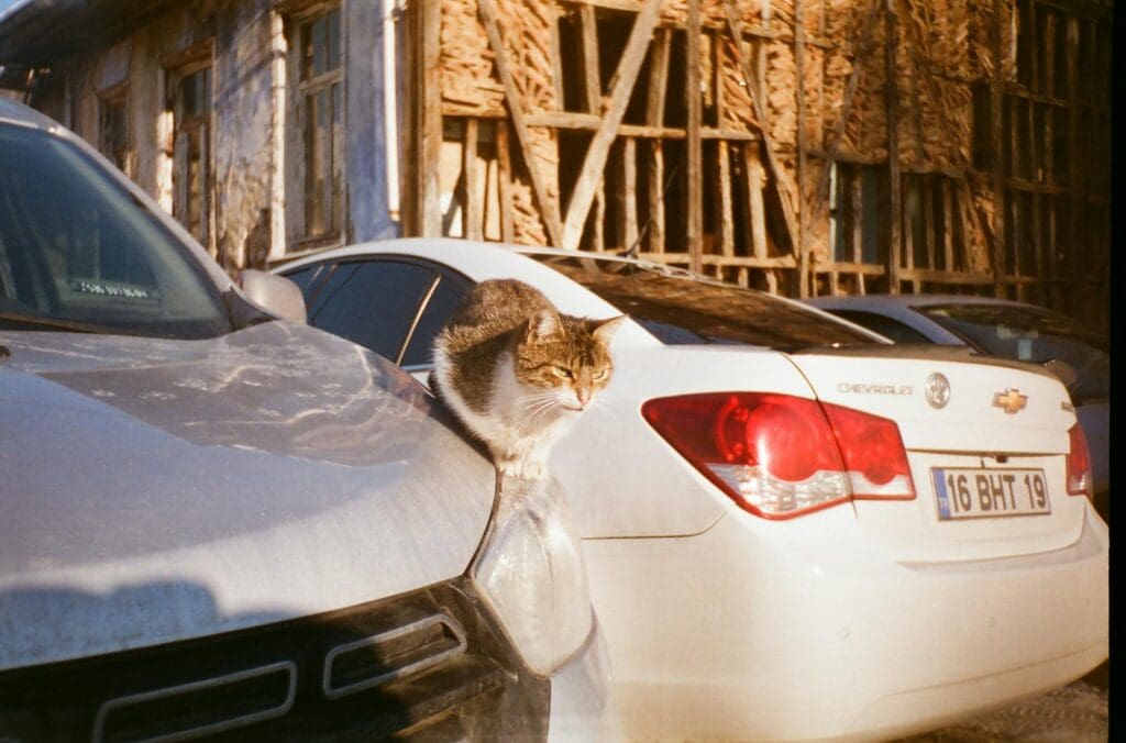 Brown and White Cat Sitting on Car