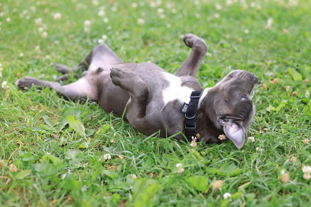 Pit Bull Rolling in Grass