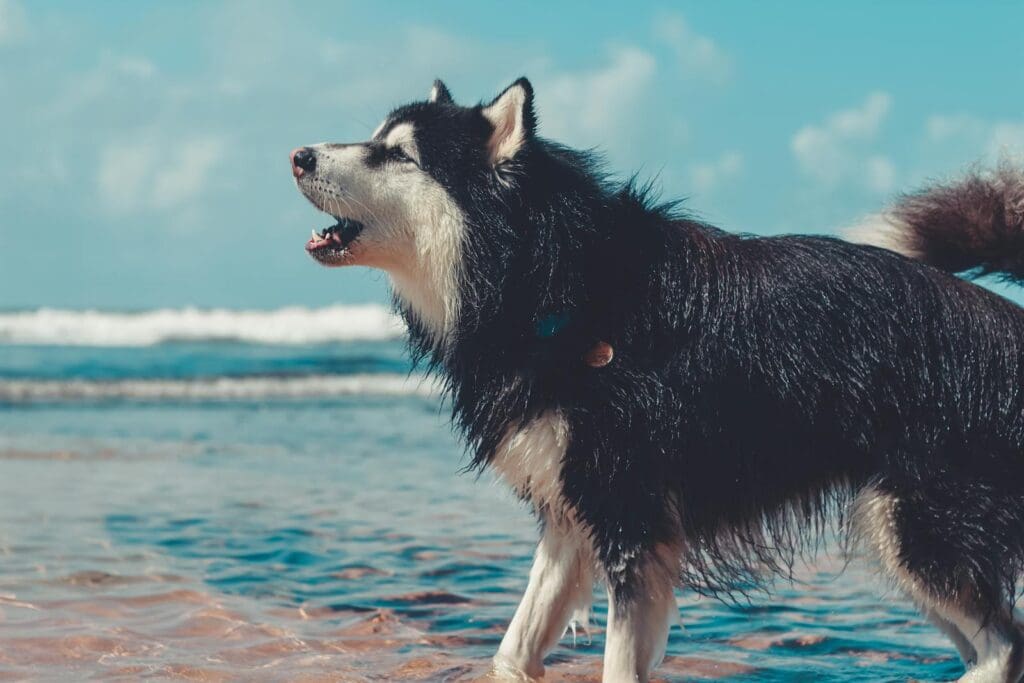 Black and White Siberian Husky on Water
