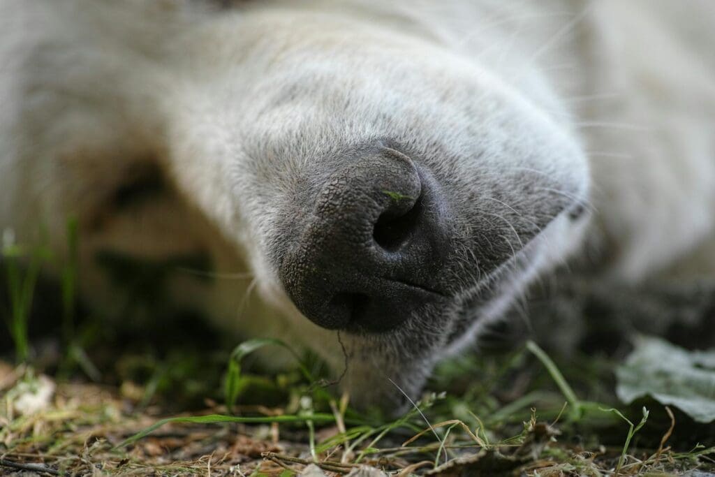 Close-up Photography of Short-coated White Dog Sleeping on Green Grass