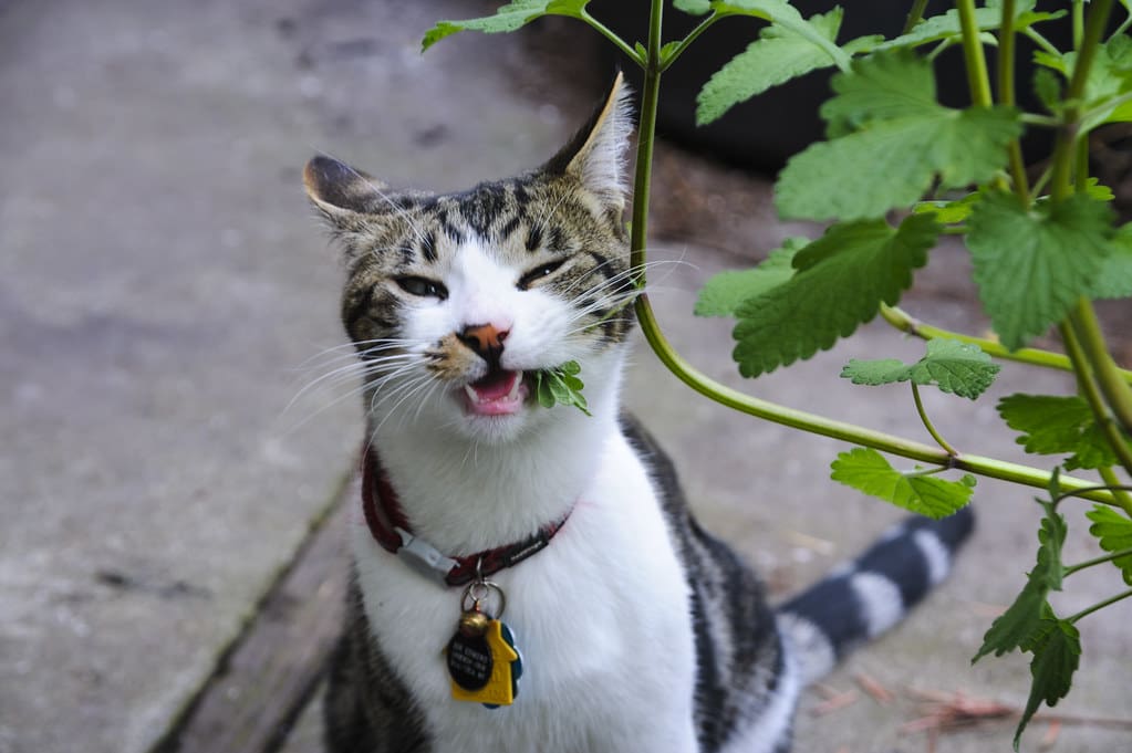 A cat chewing on a wild sprig of catnip