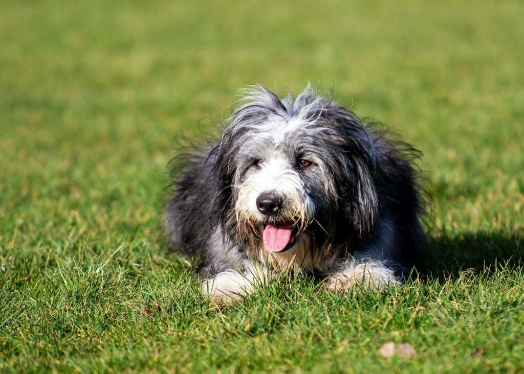 A Bearded Collie Lying on the Grass