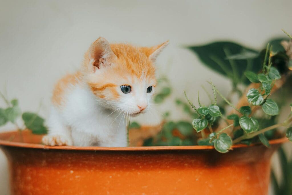 A Kitten Sitting in a Flower Pot