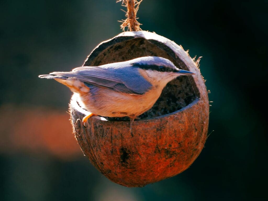 Close-up of a Nuthatch Sitting on a Bird Feeder Made from a Coconut