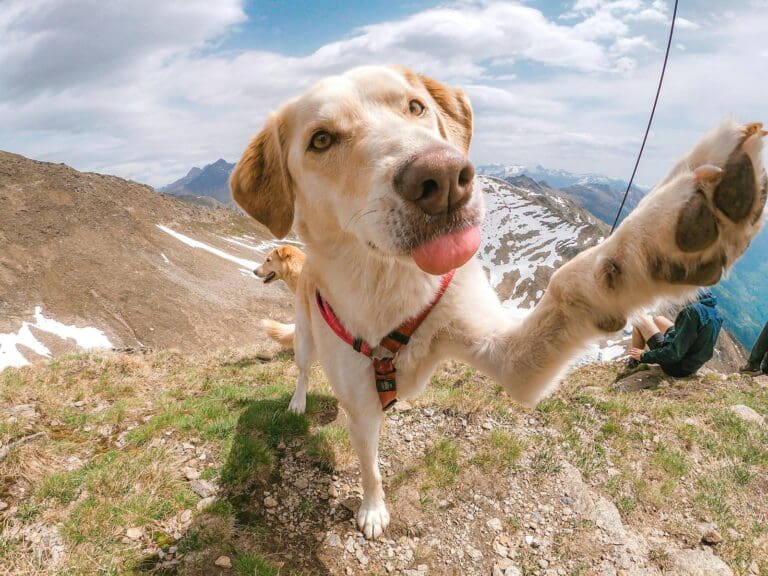 Cute Dog Touching Camera Posing in Mountains