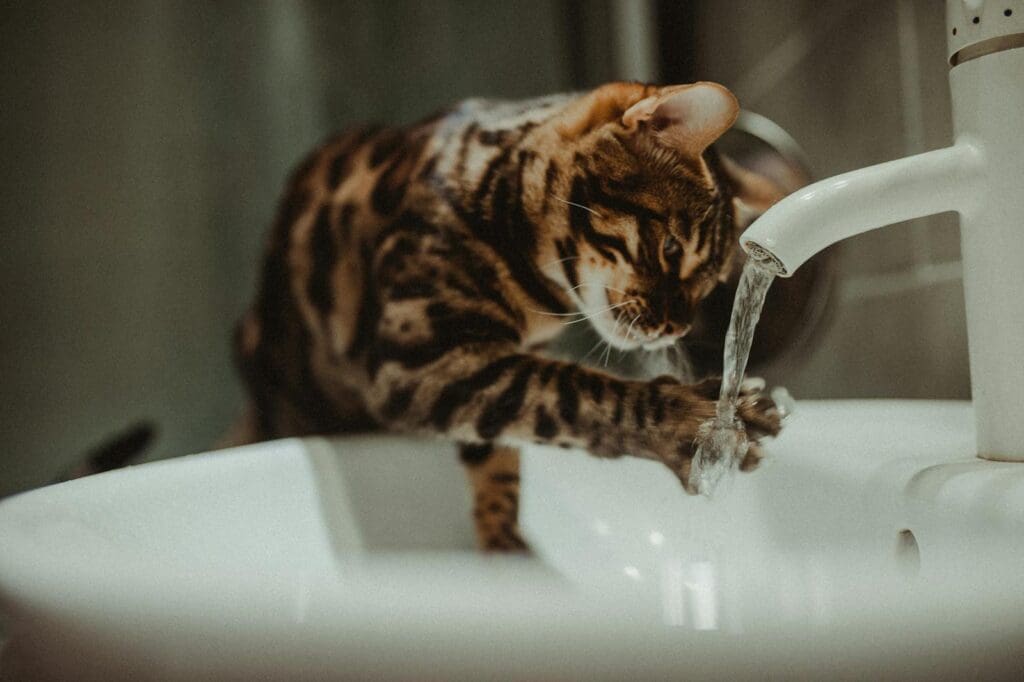 A Cat Drinking Water from the Sink