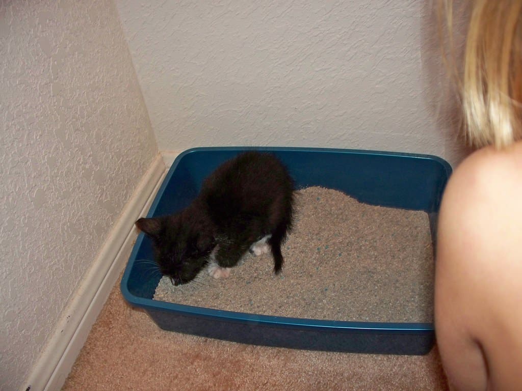 A cat plays in a litter box