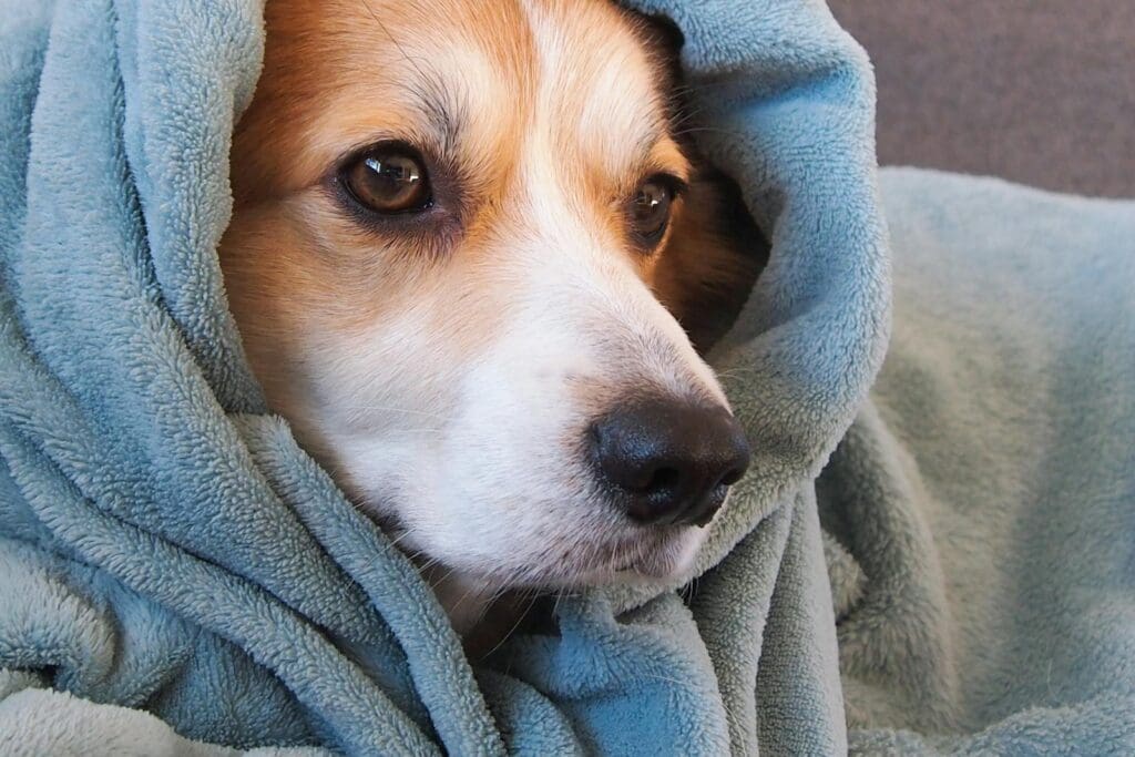 Dog Head Wrapped in Blanket or Towel