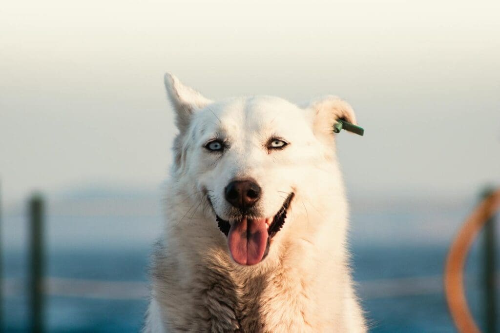 A white dog with its tongue out on the beach
