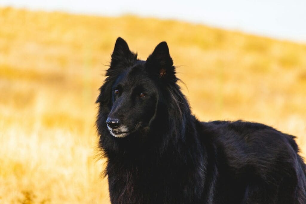adult black Schipperke dog