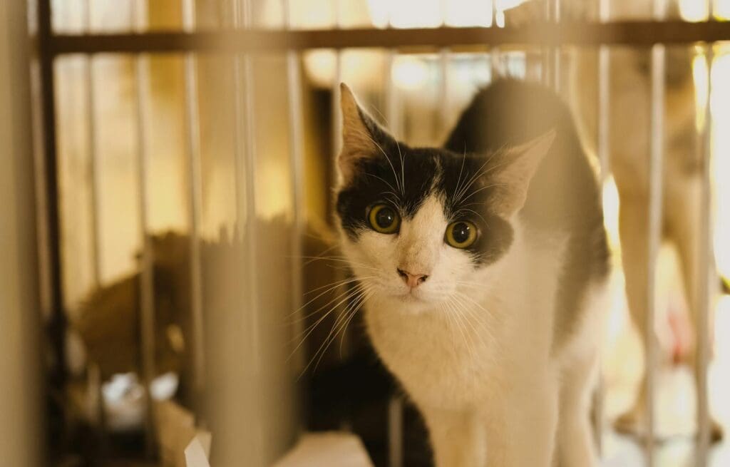 Close-up of a Black and White Cat Standing in a Cage