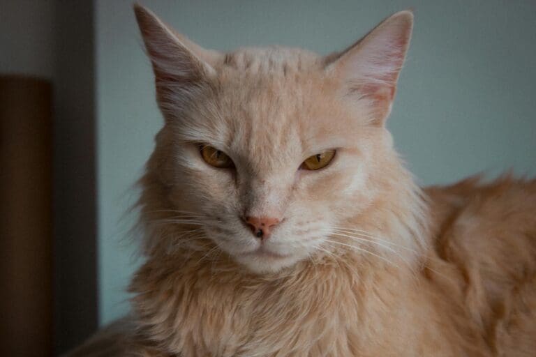 Pelusa Cat session 2