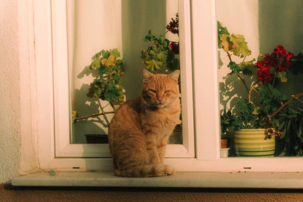 A cat sitting on a window sill