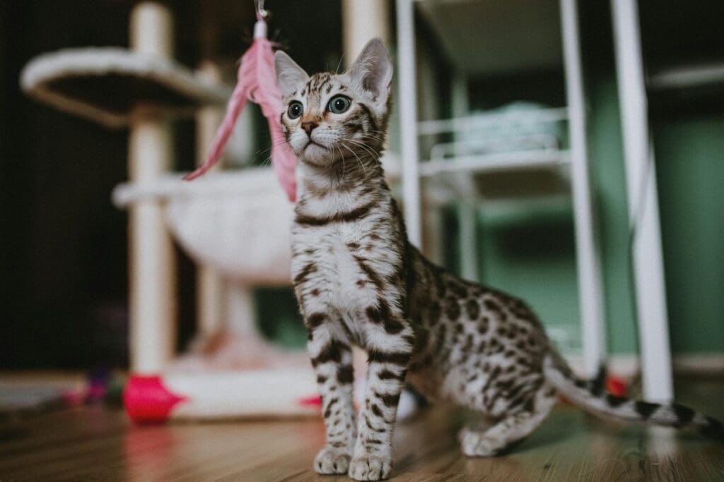 A kitten is standing on a wooden floor with a toy in its mouth