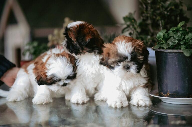 Shih Tzu puppies, Shih Tzu breed