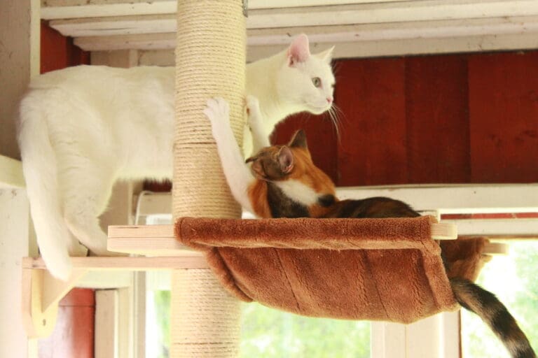 Cats on Catio