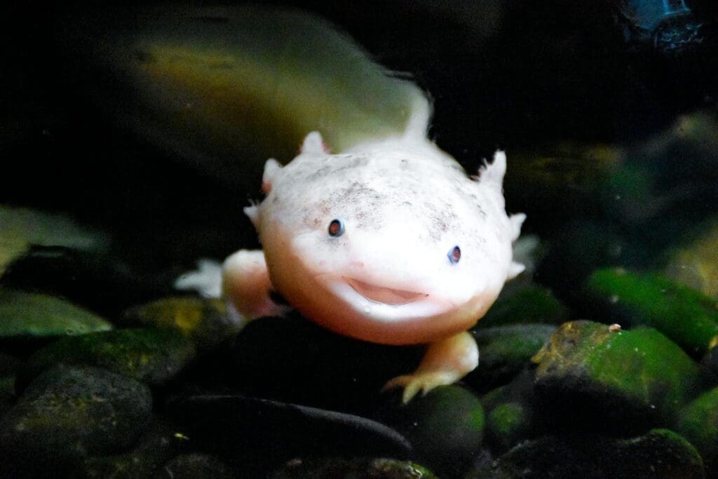 White axolotl Under Water