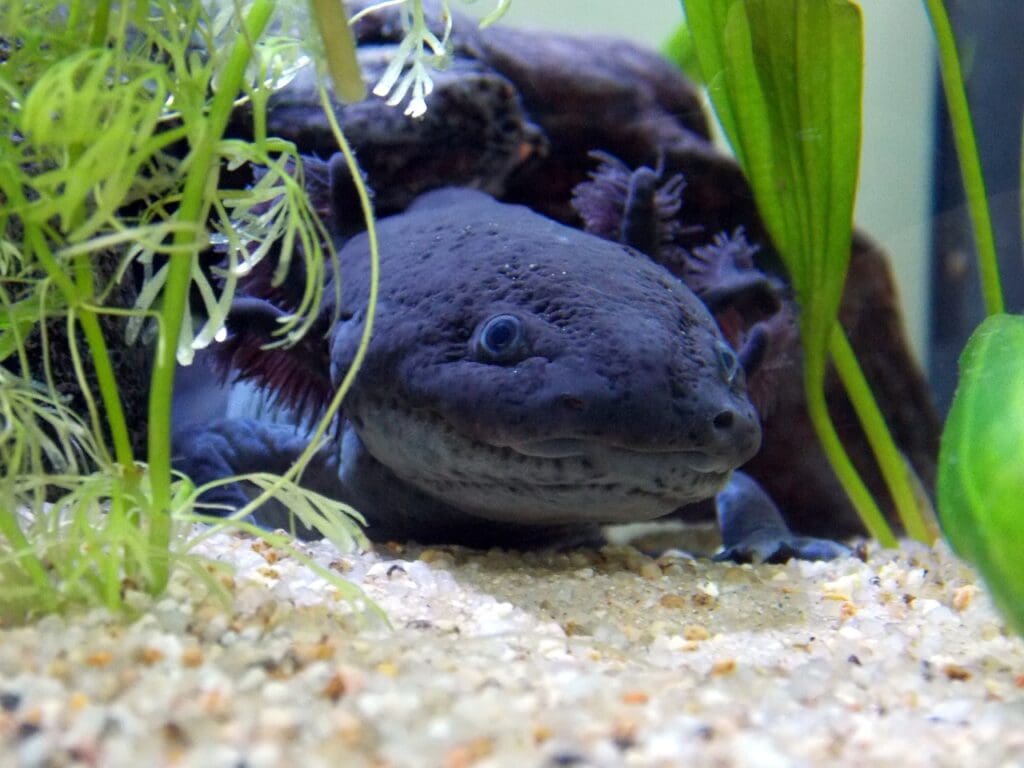 axolotl, melanotic, black