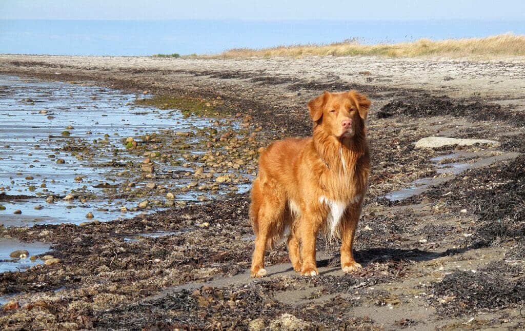 toller, beach, dog