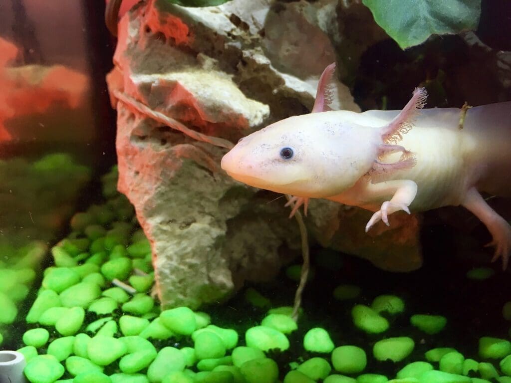axolotl, cute, weird