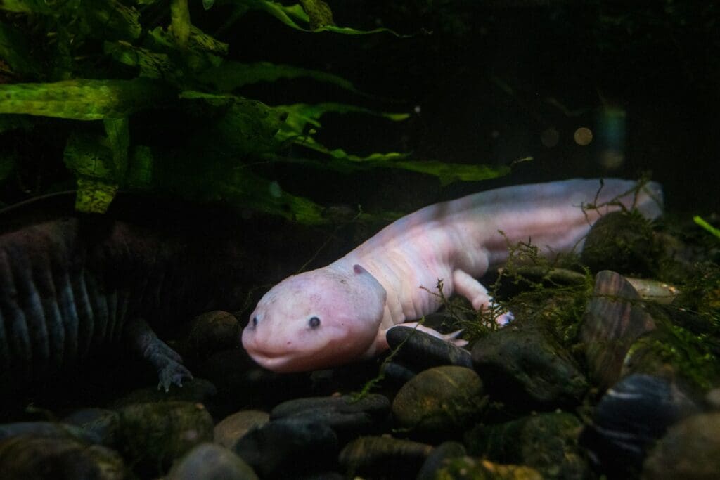 a white and black axolotl laying on top of rocks