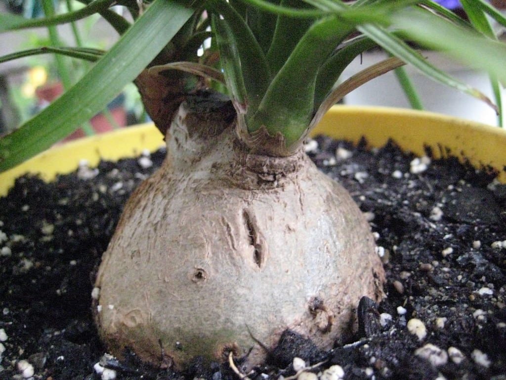 Ponytail Palm