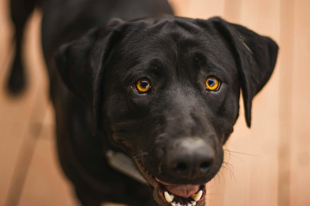 a close up of a black dog with yellow eyes