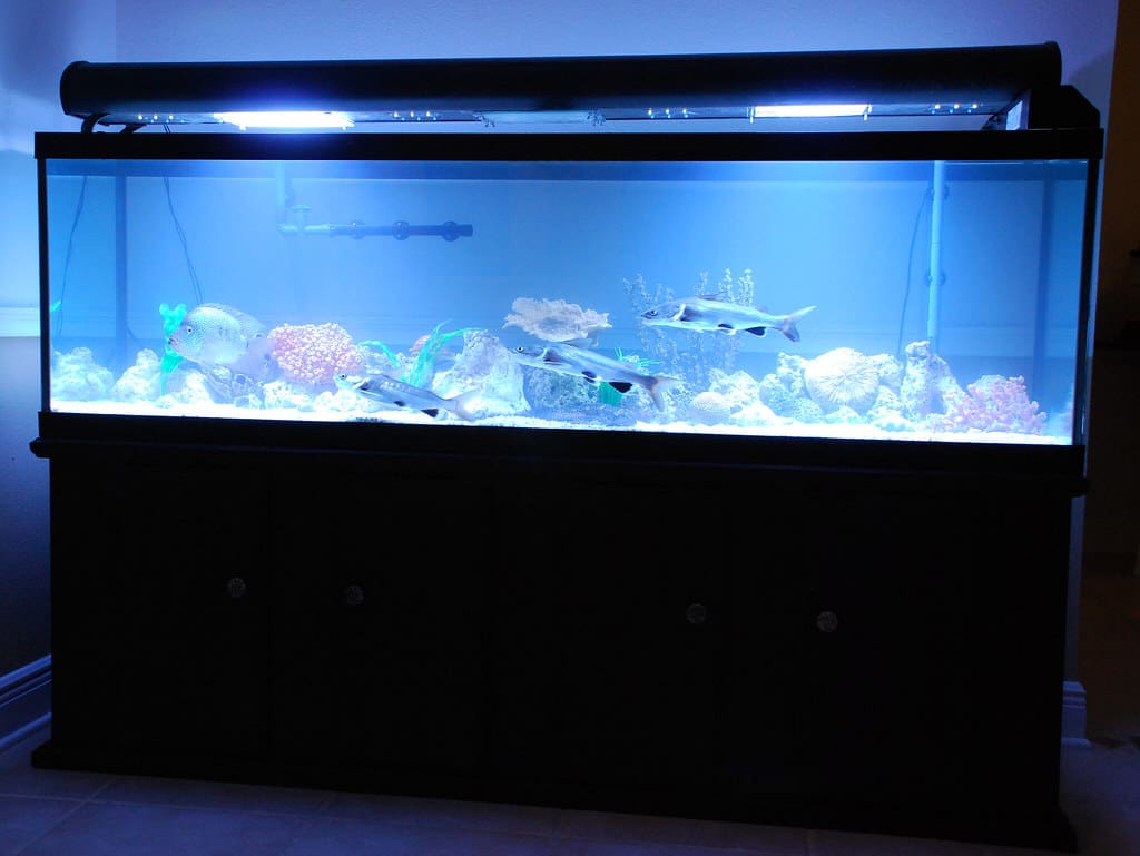 125 gallon Fish Tank
