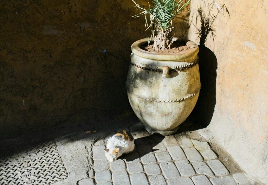 Stray cat in shabby yard with pot