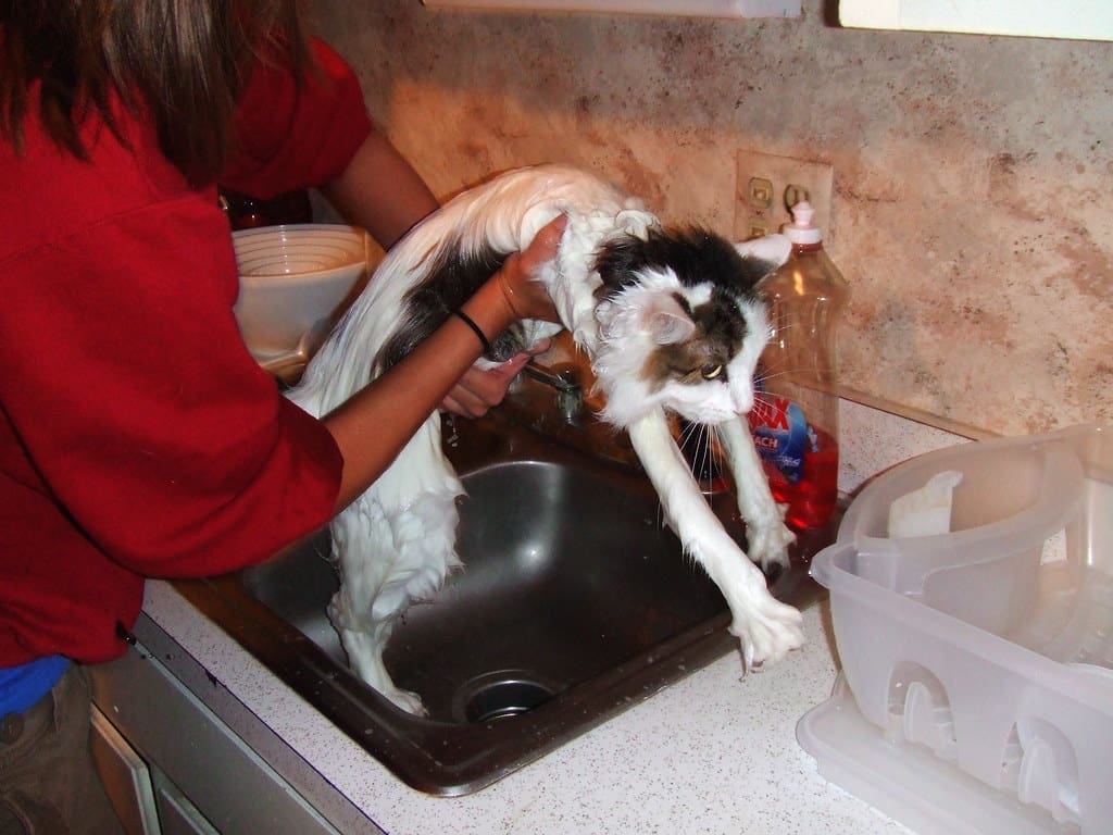 Cat being given a bath in the sink