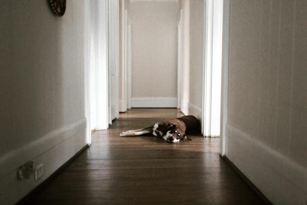 Brown and White Dog Lying on Wooden Floor in the Hall