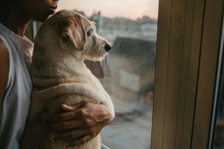 Side view of crop anonymous African American female owner hugging gently Labrador Retriever while standing near window