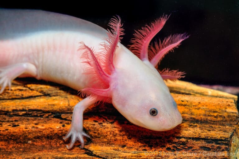 Axolotl (Ambystoma mexicanum) - Leucistic