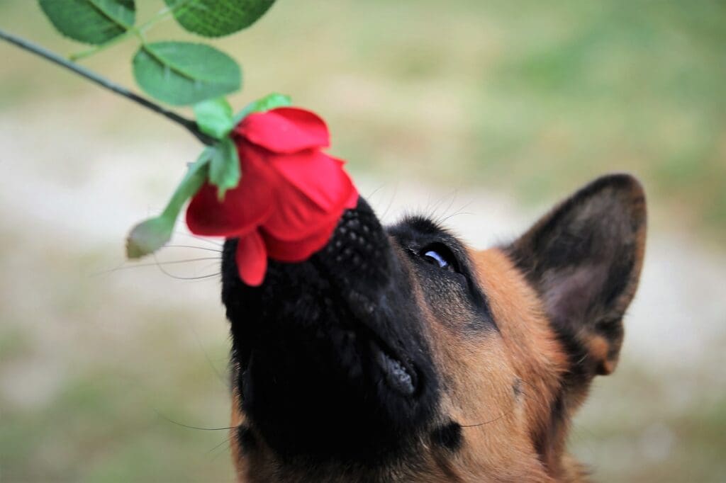 red rose, dog, german shepherd