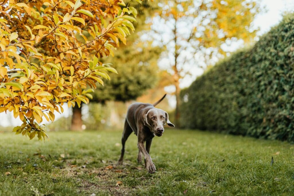 Brown Short Coat Dog on Green Grass Field