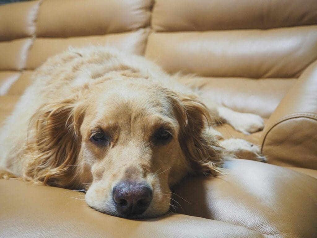 Adorable sleepy Golden Retriever dog lying on comfortable leather couch and looking at camera