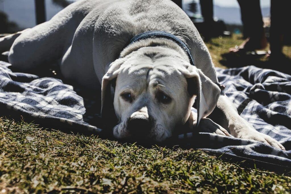 White Dog on blanket on grass