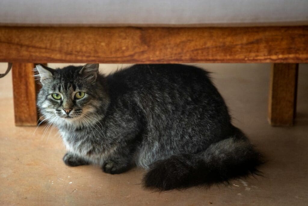 Close-Up Shot of a Long-Haired Tabby Cat Looking at Camera while Hiding Under a Bed